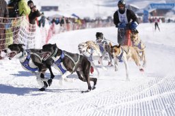 Lenk 2013
